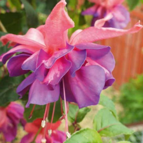 'Pink Blue' 'Pink Blue'