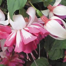'White Pink' 'White Pink'