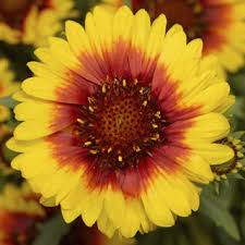 Sunrita 'Yellow Red Ring' Sunrita 'Yellow Red Ring'