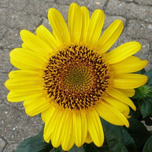 Suncatcher 'Pure Gold' Suncatcher 'Pure Gold'