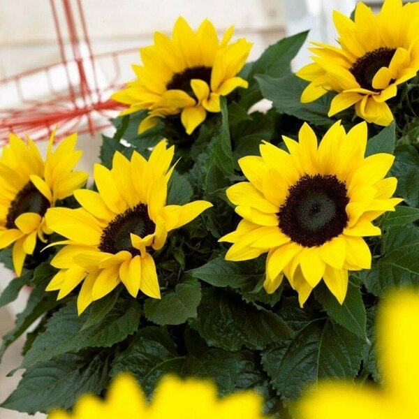 ’Sunsation Yellow’