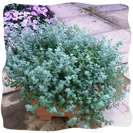 ’Microphylla’ ’Microphylla’