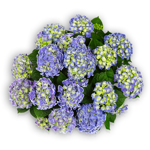 'Tivolit Bicolour Blue' 'Tivolit Bicolour Blue'