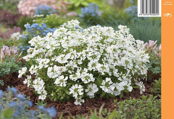 'Monte Bianco' 'Monte Bianco'