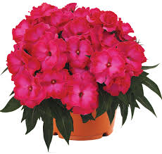 'Hot Pink' 'Hot Pink'