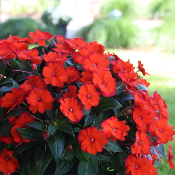 'Orange' 'Orange'