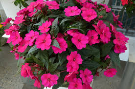 'Purple' 'Purple'
