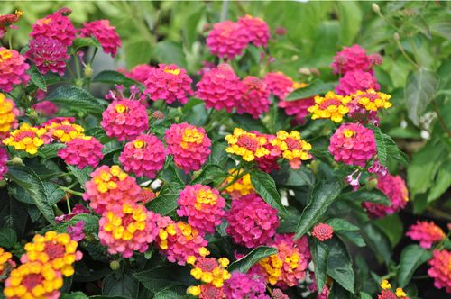’Rose Sunrise’ ’Rose Sunrise’