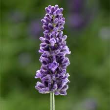 Aromatico ‘Vintro Blue’ Aromatico ‘Vintro Blue’