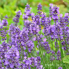 `Essence Purple` `Essence Purple`