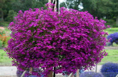 'Purple' 'Purple'