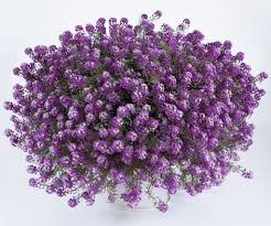 ’Lavender’ ’Lavender’