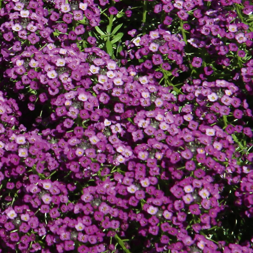 ’Purple’ ’Purple’
