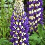 'Purple Emperor' 'Purple Emperor'