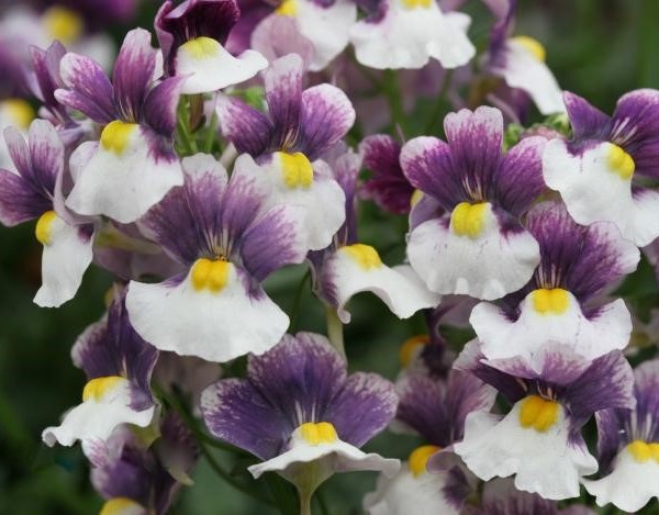 Nemesia Nuvo ’Purple Bicolor’ Nemesia Nuvo ’Purple Bicolor’
