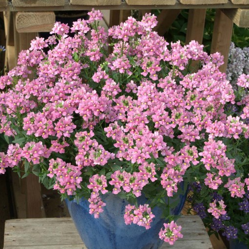 Nemesia Nuvo 'Rose' Nemesia Nuvo 'Rose'