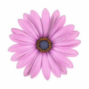 'Lilac' 'Lilac'