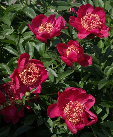 'Barrington Belle' 'Barrington Belle'