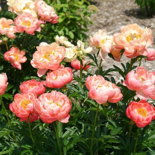 'Coral Charm' 'Coral Charm'
