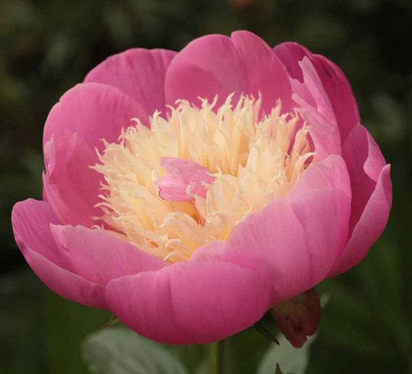 'Bowl of Beauty' 'Bowl of Beauty'