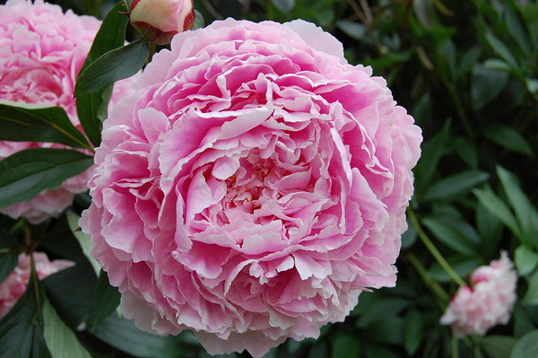 'Sarah Bernardt' 'Sarah Bernardt'