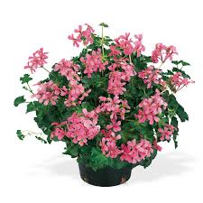 'Rose' 'Rose'