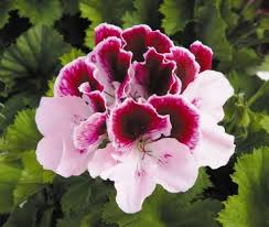 'Purple Majesty' 'Purple Majesty'