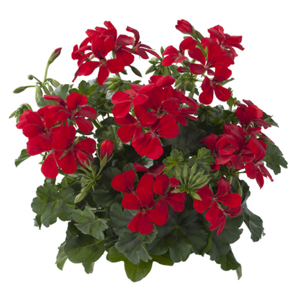 ’Red’ ’Red’