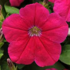 ’Pink’ ’Pink’