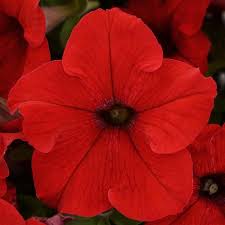 ’Red’ ’Red’