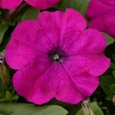 ’Rose’ ’Rose’