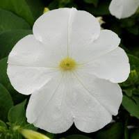 ’White’ ’White’