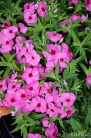 ’Pink’ ’Pink’