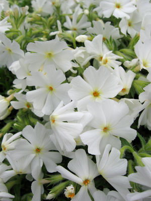 'Spring White' 'Spring White'