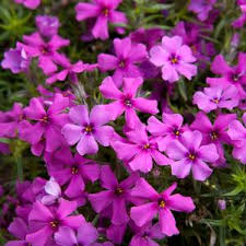 'Dark Pink' 'Dark Pink'