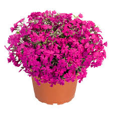 'Hot Pink' 'Hot Pink'