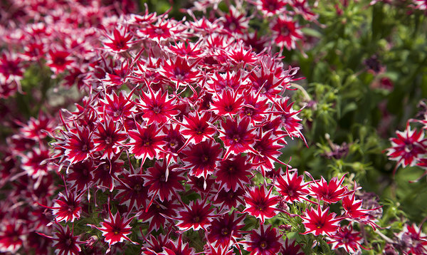 ’Reggae Red’ ’Reggae Red’
