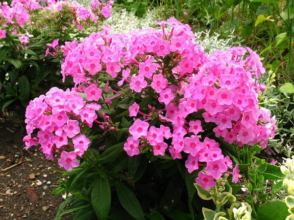 'Pink' 'Pink'