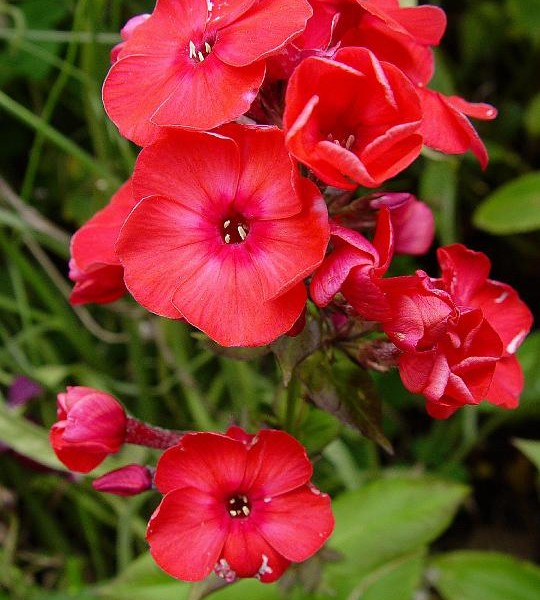 'Red' 'Red'