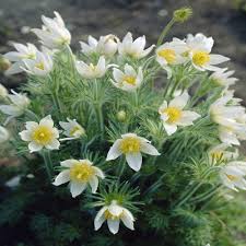 'Alba' 'Alba'