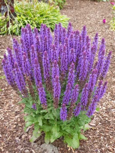 Sensation 'Deep Blue' Sensation 'Deep Blue'