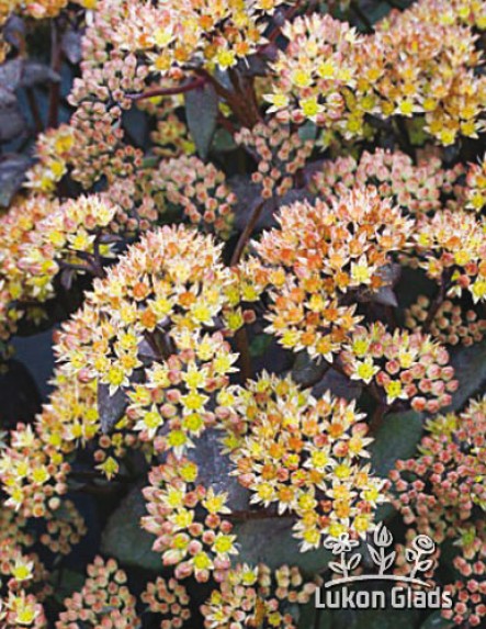 'Xenox Yellow' 'Xenox Yellow'