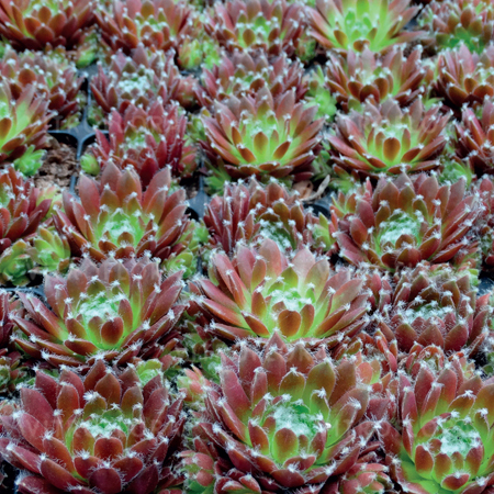 'Red 006' 'Red 006'