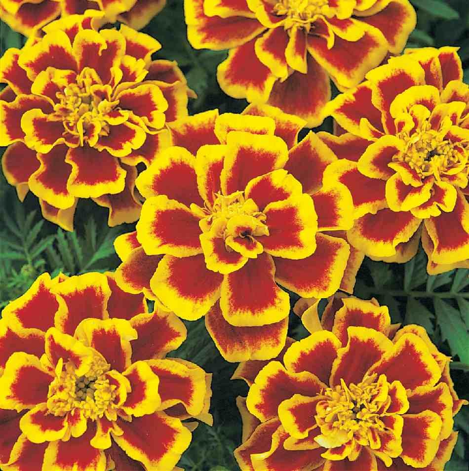 ’Durango Bee’ ’Durango Bee’