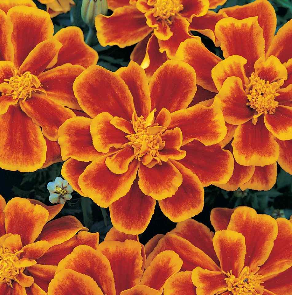 ’Duringo Flame’ ’Duringo Flame’