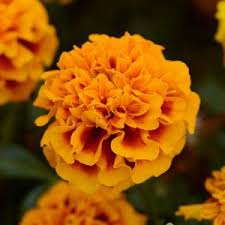 ’Flame’ ’Flame’