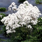 Nimbus 'White' Nimbus 'White'