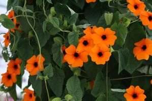 ’Red Orange’ ’Red Orange’