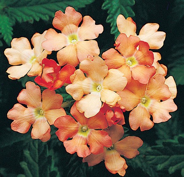 ’Obsession Apricot’ ’Obsession Apricot’