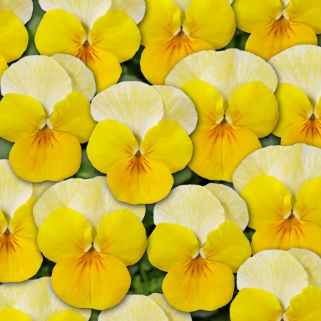 'Yellow Frost' 'Yellow Frost'